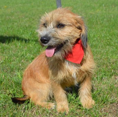 Aslan, Mehr Infos – Tierfreunde helfen Tieren in Not e.V.
