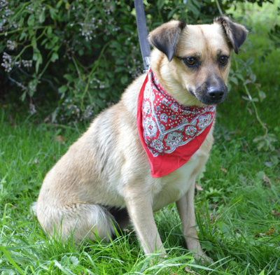 Astra, Mehr Infos – Tierfreunde helfen Tieren in Not e.V.