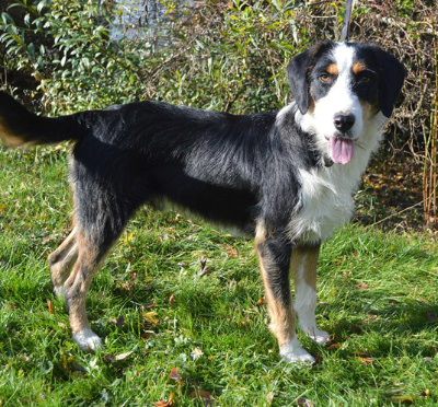 Ben, Mehr Infos – Tierfreunde helfen Tieren in Not e.V.