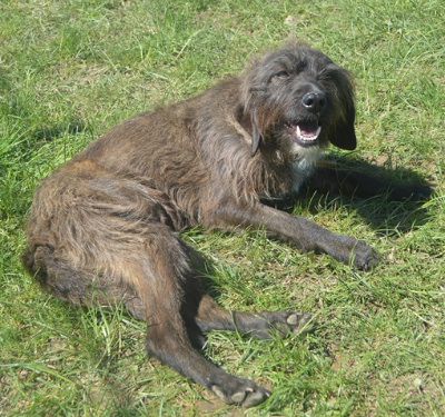Bridget – Tierfreunde helfen Tieren in Not e.V.