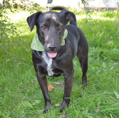 Bruno, Mehr Infos – Tierfreunde helfen Tieren in Not e.V.