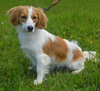 Buffi, Mehr Infos – Tierfreunde helfen Tieren in Not e.V.