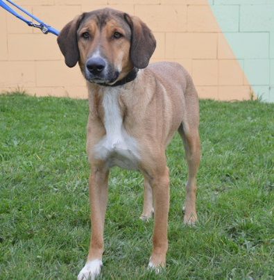 Filip, Mehr Infos – Tierfreunde helfen Tieren in Not e.V.