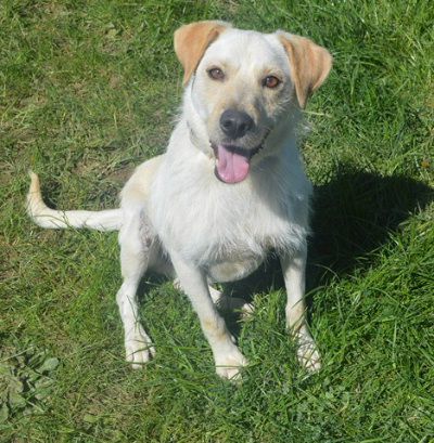 Sam, Mehr Infos – Tierfreunde helfen Tieren in Not e.V.