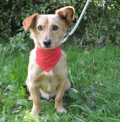 Svonky, Mehr Infos – Tierfreunde helfen Tieren in Not e.V.