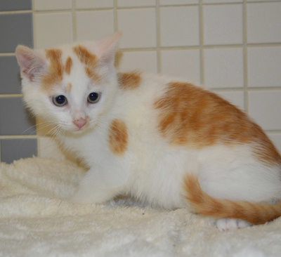 Alvaro, Mehr Infos – Tierfreunde helfen Tieren in Not e.V.