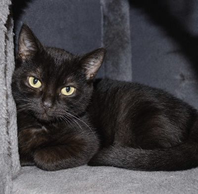 Amani, Mehr Infos – Tierfreunde helfen Tieren in Not e.V.