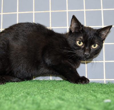 Amari, Mehr Infos – Tierfreunde helfen Tieren in Not e.V.
