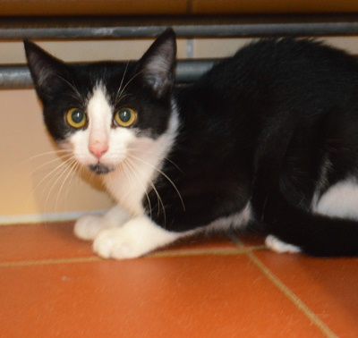 Bonbon, Mehr Infos – Tierfreunde helfen Tieren in Not e.V.