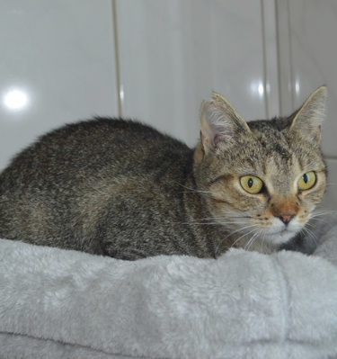 Phoebe, Mehr Infos – Tierfreunde helfen Tieren in Not e.V.