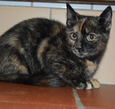 Praline, Mehr Infos – Tierfreunde helfen Tieren in Not e.V.
