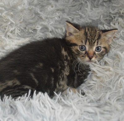 Rene, Mehr Infos – Tierfreunde helfen Tieren in Not e.V.