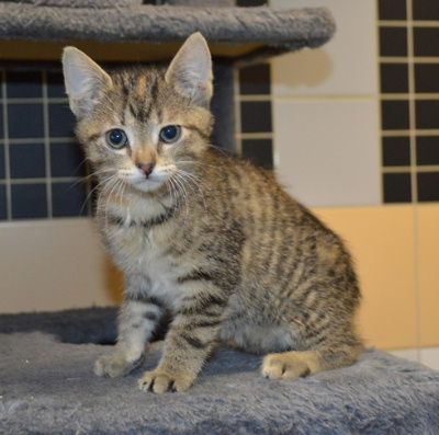Varena, Mehr Infos – Tierfreunde helfen Tieren in Not e.V.