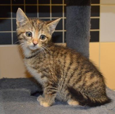 Varinia, Mehr Infos – Tierfreunde helfen Tieren in Not e.V.