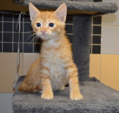 Vico, Mehr Infos – Tierfreunde helfen Tieren in Not e.V.