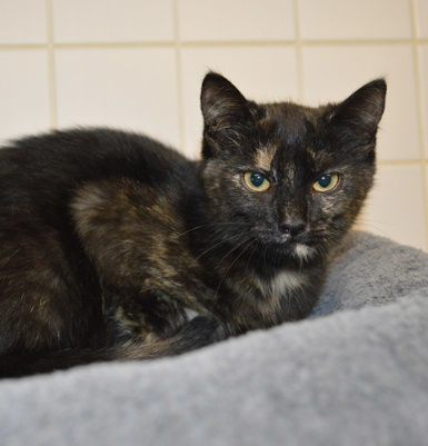 Zandra, Mehr Infos – Tierfreunde helfen Tieren in Not e.V.