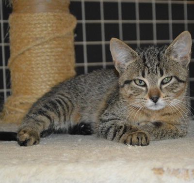 Zico, Mehr Infos – Tierfreunde helfen Tieren in Not e.V.
